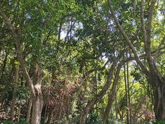 -深圳仙湖植物园