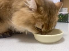 -瑞派康怡24h宠物医院·犬猫医疗中心·微创绝育(瑞景分院)