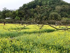 -红山村