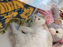 -平行世界·猫咖(首经贸店)