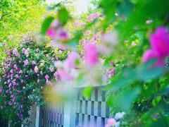 八大关景区-八大关景区