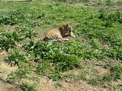 -大连森林动物园