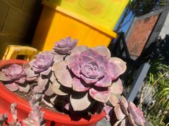 -瑞丰园庭院餐厅·白族传统家常菜