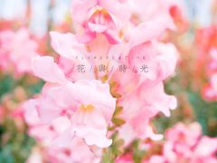 -广东花都香草世界旅游度假区