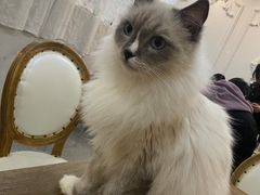 -共舞时光猫咖·狗咖(新街口店)
