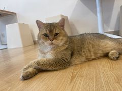 -有喵·猫咖·狗咖·30几只猫10只小狗(岗厦店)