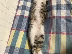 -北京观赏动物医院·24小时大型综合·猫专科·异宠专科