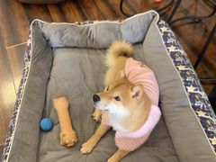 -豆柴町-柴犬主题狗咖(红鼎国际C座店)