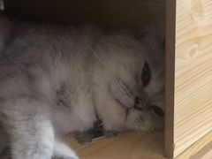 -喵园·猫主题咖啡厅·撸猫·猫咖(国贸店)