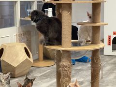 -楼上猫咖(罗湖店)