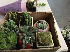 -三圣花乡旅游区