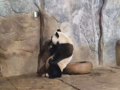 -深圳野生动物园