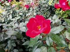 -人民公园(罗湖区)