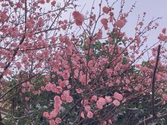 -顾村公园