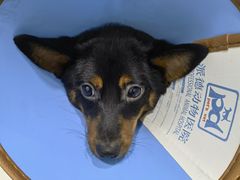 -pd派德宠物中心医院24H急重症·眼科中心·血液透析中心(嵩山北路店)