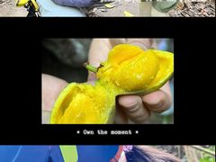 -西双版纳原始森林公园