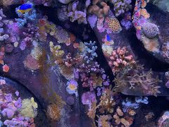 -暹罗海洋世界