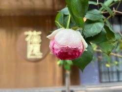 -花隐·美芙炫海菲秀皮肤管理中心