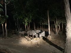 -清迈夜间动物园