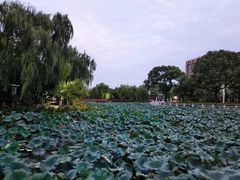 -荷花公园