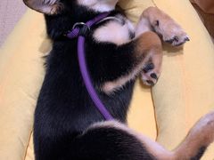 -逗柴咖啡屋·狗咖猫咖宠物桌游
