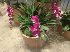 -北京朝阳悠唐皇冠假日酒店