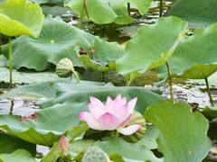 -荔湾湖公园