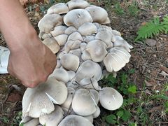 -福建鲤鱼洲酒店