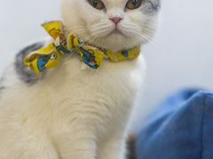-柴迷FANS CLUB·柴犬狗咖·猫咖
