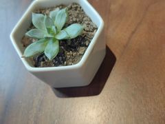 -Fridi Patisserie Cafe