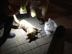 -瑞派·关忠动物医院·异宠专科·犬猫肿瘤·皮肤专科(望京店)