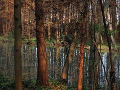 -桤木河湿地公园