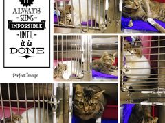 -创凡宠物医院·骨专科  猫科中心(西乡分院)
