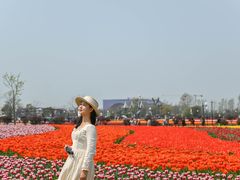 -荷兰花海