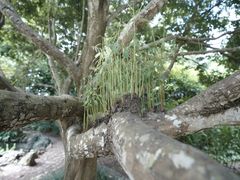 -中国科学院西双版纳热带植物园
