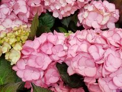 -双季花艺园艺市场(浦东店)