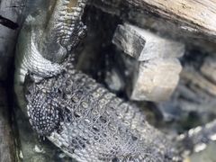 -上海大自然野生昆虫馆(东方明珠·爬宠昆虫探索中心)