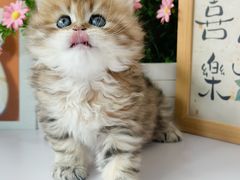 -小猫来了·猫舍(红山六九七九店)