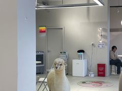 -怪兽屋·羊驼·猫咖·狗咖(俊华广场店)