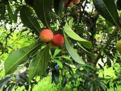 -九龙江国家森林公园