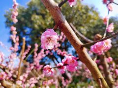 -花开海上生态园