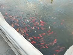 -有喜胶东小馆(超极合生汇太申祥和店)