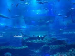 -迪拜水族馆及水下动物园