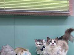-怪兽屋·羊驼·猫咖·狗咖(俊华广场店)