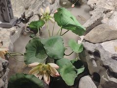 -九炉分座(五彩店)