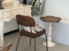 -共舞时光猫咖·狗咖(新街口店)