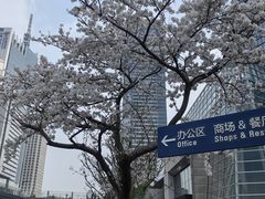 -上海中心大厦
