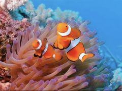 -中央广播电视塔