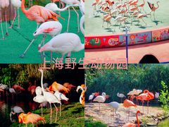 -上海野生动物园