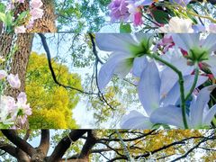 -上海鲜花港